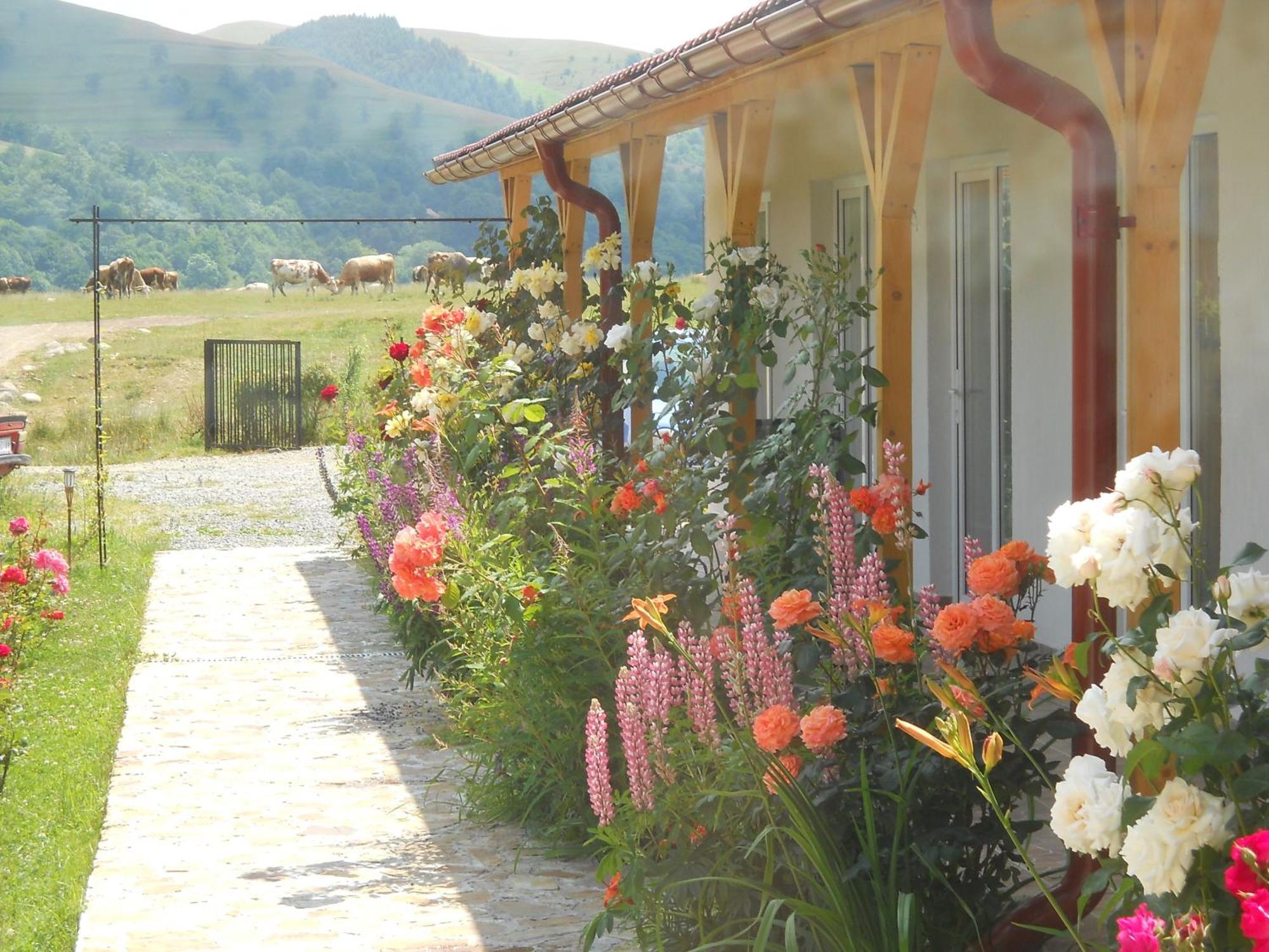 Pensiunea Poezii Alese Valea Drăganului Buitenkant foto